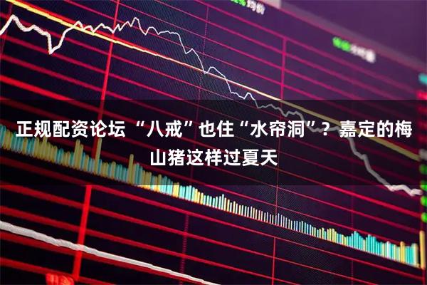 正规配资论坛 “八戒”也住“水帘洞”？嘉定的梅山猪这样过夏天